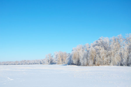 Winter forest tundra landscape in frost rime with clean blue sky