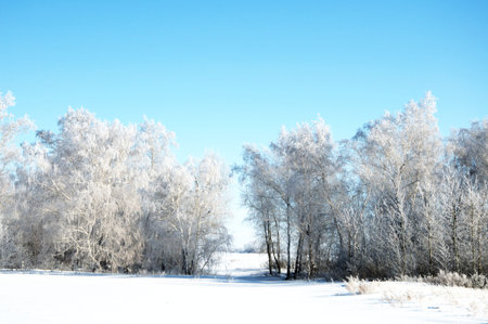 Winter Trees in steppe landscape in frost rimeの写真素材