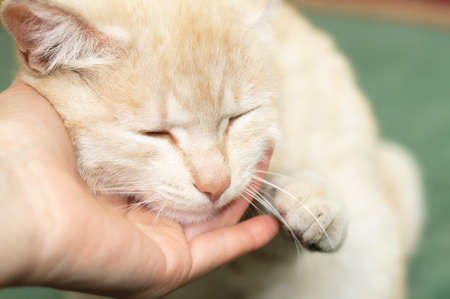 Ginger cat fawning upon hand of manの写真素材