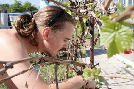Young farmer harvesting and gardening grape vineの写真素材