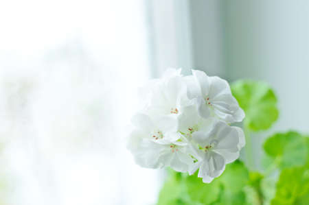 White Geranium pelargonium flowers indoor on the window-sillの写真素材