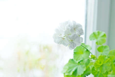 White Geranium (pelargonium) flowers indoor on the windowsillの写真素材