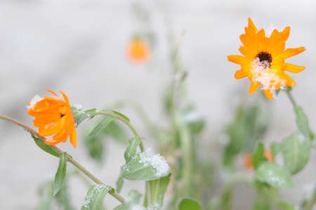 first snow on flowers, after snowfall winter is coming soonの写真素材