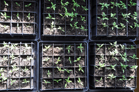 Tomato seedlings growing in boxes, spring farmer cares, many tomato sprouts for business production...