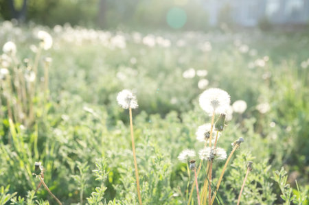 Dandelion on sunset, summer background, dandelion field in the park