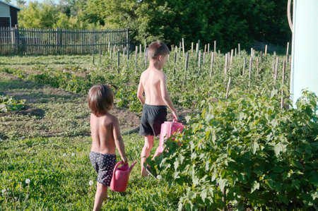 Children at summer irrigate garden helping for parents doing work.  Boy and little girl going to water vegetable gardenの写真素材
