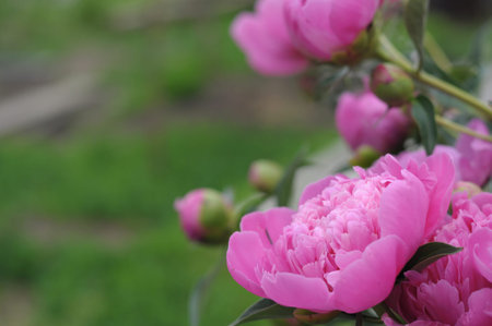 pink peony flower blossoming in summer