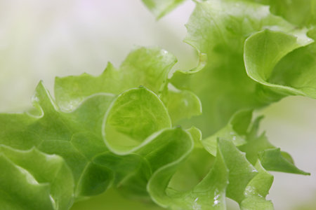 close-up organic and fresh green lettuce leavesの写真素材