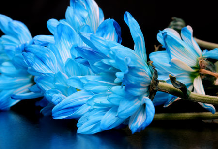 close-up blue flower detail on a backgroundの写真素材