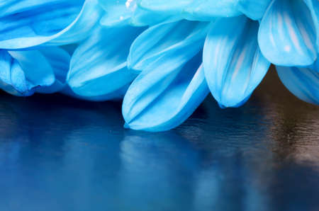 close-up blue flower detail on a backgroundの写真素材