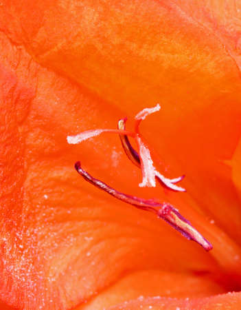 close-up red flower detail on a backgroundの写真素材
