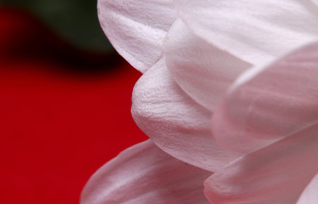 close-up white flower detail on a backgroundの写真素材