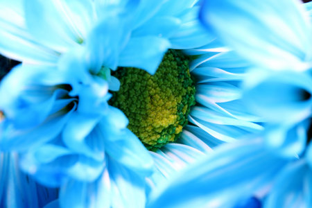 close-up blue flower detail on a background
