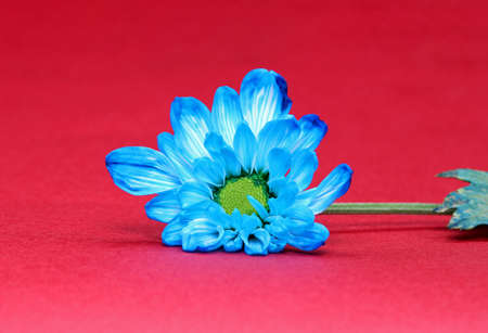 close-up blue flower detail on a backgroundの写真素材