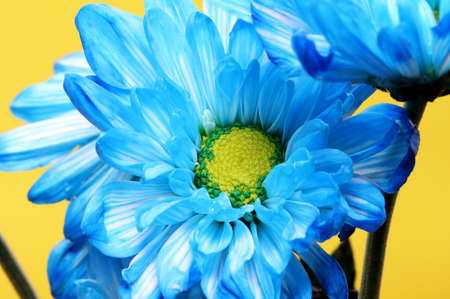 close-up blue flower detail on a backgroundの写真素材