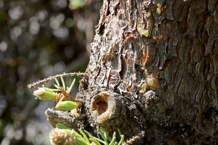bark of a pine tree in the gardenの写真素材