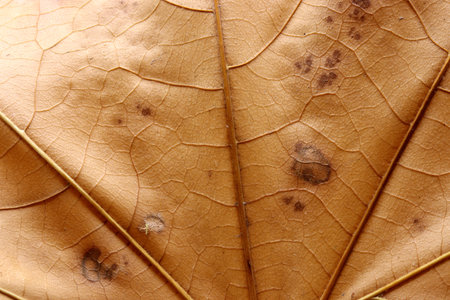 autumn theme with dried leavesの写真素材