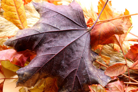 autumn theme with dried leaves