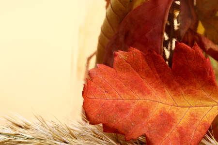 autumn theme with dried leavesの写真素材