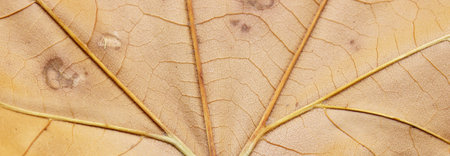 autumn theme with dried leaves