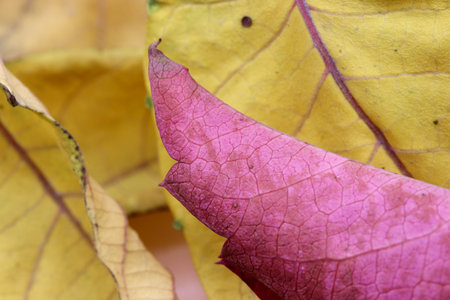 autumn theme with dried leavesの写真素材