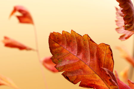 autumn theme with dried leaves