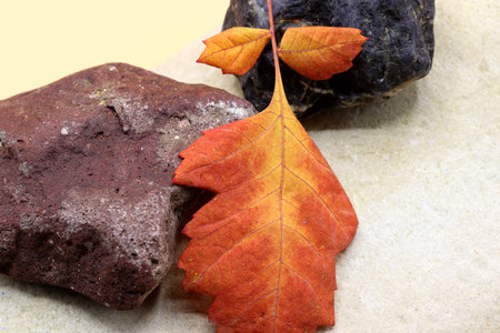 dried leaves and mineral stones