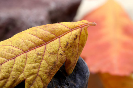 autumn theme with dried leaves and stones