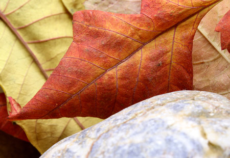 autumn theme with dried leaves and stones