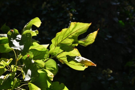 green leaves of a tree