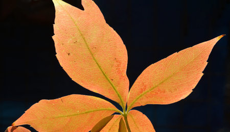 dry leaves in autumn