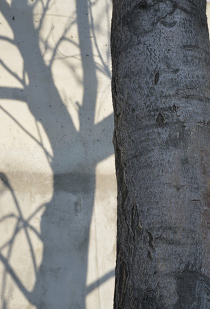 shadow of a tree on the wall