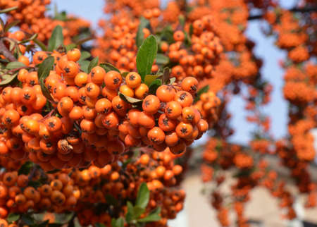 red beries of a plantの写真素材