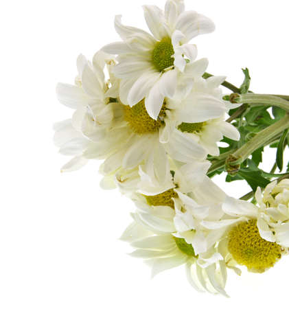 close-up white daisies on a backgroundの写真素材
