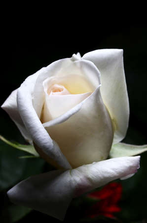 white rose on black backgroundの写真素材