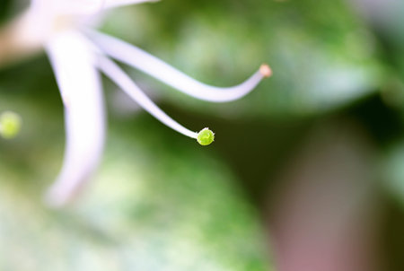 close up of a white flower in the garden