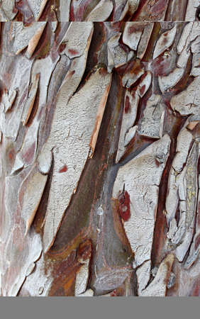 bark of a pine tree