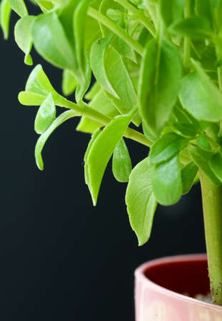 green leaves of basil plantの写真素材
