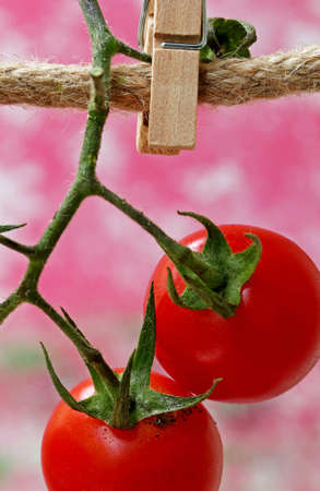 close-up organic and fresh cherry tomatoesの写真素材