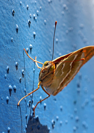 close-up butterfly on the blue background
