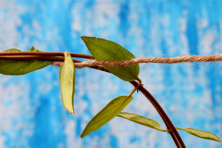 leaves of a ivy on a blue background