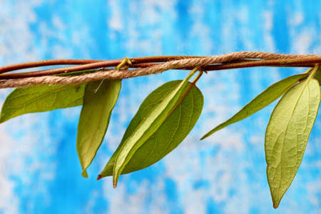 leaves of a ivy on a blue backgroundの写真素材
