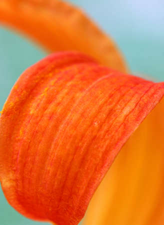 close-up of orange lily flowerの写真素材