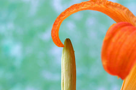close-up of orange lily flowerの写真素材