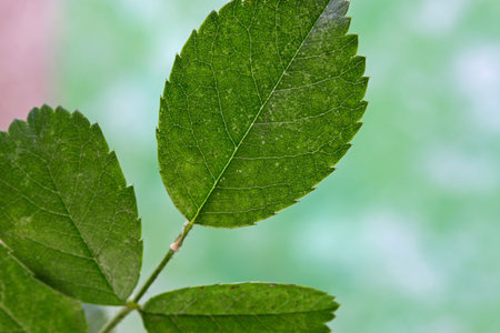 close up of green leaves