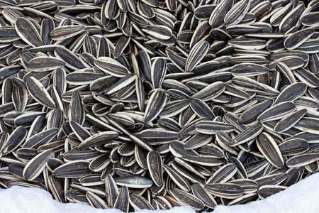 close-up dried sunflower seeds background