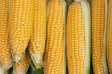 close-up of raw corn background