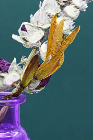 close-up organic dried chamomile detailの写真素材