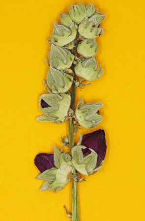 dried flowers on yellow background