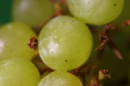 close-up organic and fresh green grapesの写真素材